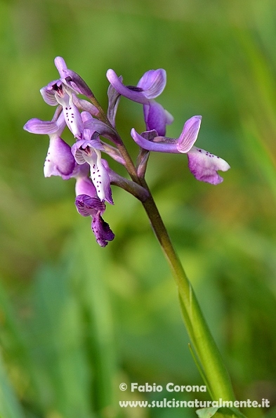 Primavera sulcitana